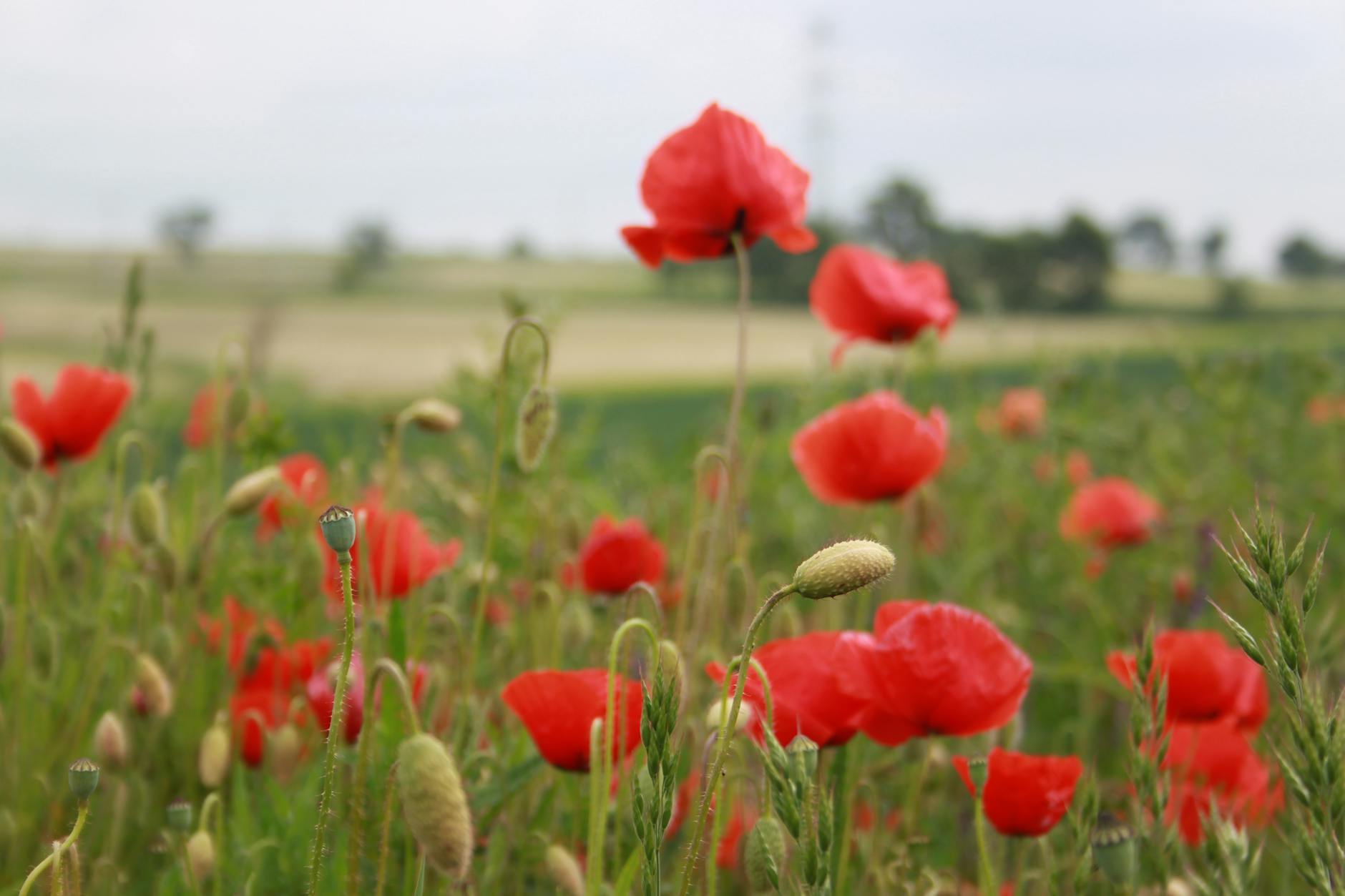 Piękne, białe kwiaty kasztanowca w pełnym rozkwicie, zdobiące ulicę w Bochni wiosną.